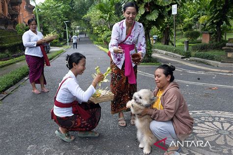 Tradisi Tumpek Uye di Bali - ANTARA News