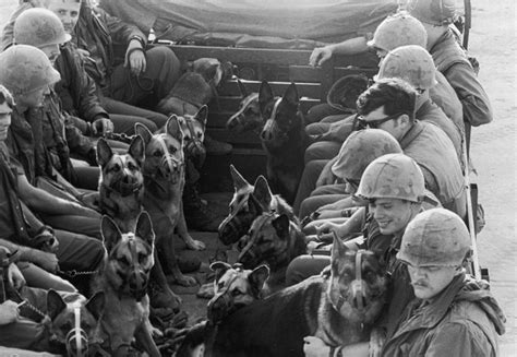 The Dogs of the Vietnam War - Pets(Dogs) Member Article By Dog