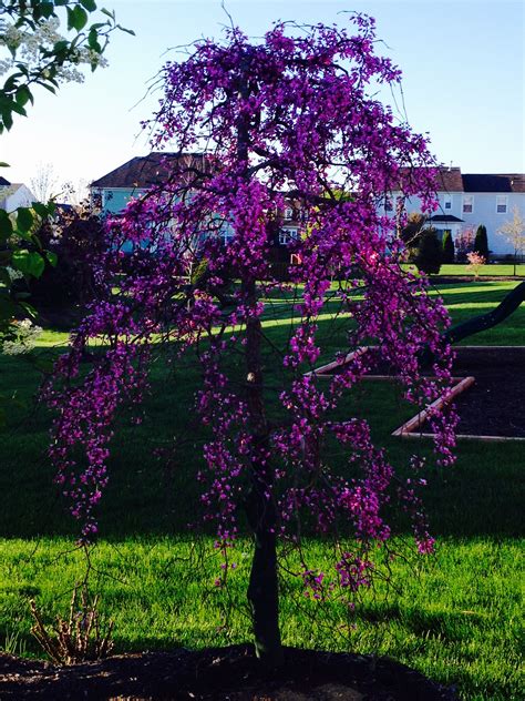 Weeping Redbud in bloom! | Ornamental trees landscaping, Garden trees ...