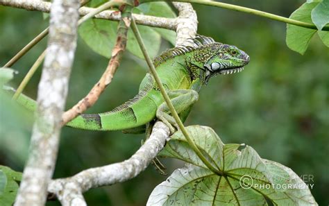 Panama Wildlife – Ramdas Iyer Photography