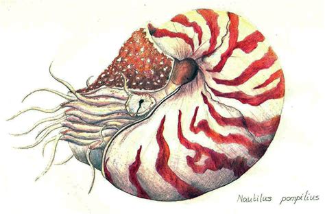 chambered nautilus | Aquatic art, Animal art, Scientific illustration