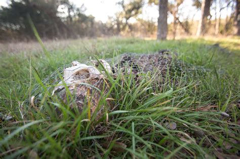 Learning about decomposition at the body farm in San Marcos