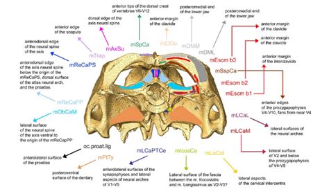 Skull model of Sphenodon (LDUCZ x036), generated using micro CT data ...