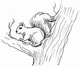 Free Printable Squirrel Coloring Pages For Kids  Animal Place sketch template