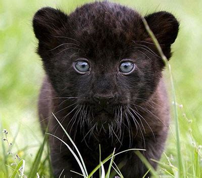 Interesting Black Panther Facts For Kids 2022 [Diet, Habitat, etc.]