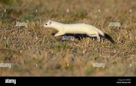 Stoat (Mustela erminea) in winter coat, jumping, hunting, Swabian Jura biosphere reserve, Baden ...