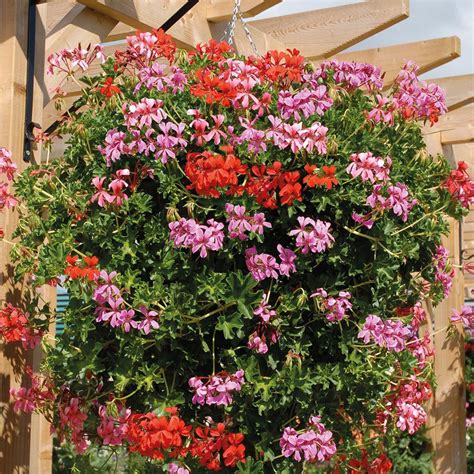 Geranium 'Trailing Supreme' Pre-planted Hanging Basket - Hanging Basket Plants - Van Meuwen ...