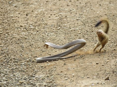 WATCH: Fearless slender mongoose takes out snouted cobra | The Citizen