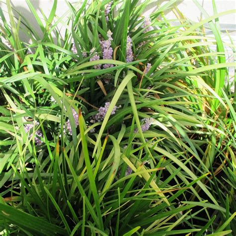 Liriope gigantea (Ophiopogon jaburan) - Boething Treeland Farms