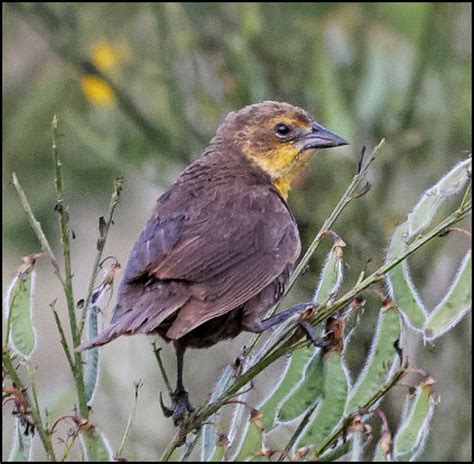 Bird Lore: Yellow-headed Blackbird - My Edmonds News