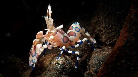 Harlequin Shrimp: The Ultimate Care Guide | Fishkeeping World