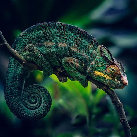 Cameleon | A colorful chameleon. Madagascar. Chameleons are … | Flickr