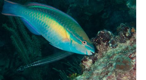 Pass On Parrotfish