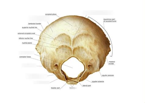 Condyloid Canal Occipital Bone