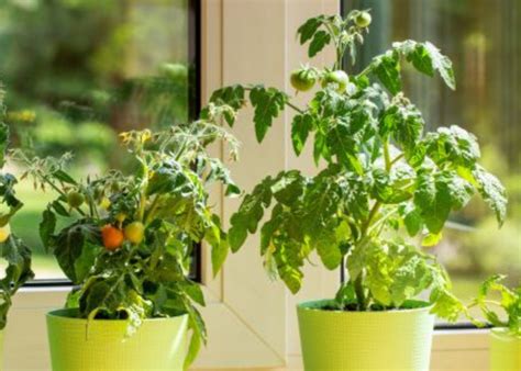 Things To Consider When Growing Vegetables Indoors - VEGWORLD Magazine