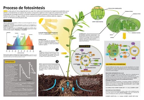 Super infografía de la fotosíntesis para vuestras alas - Imagenes ...