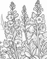 Larkspur Coloring Pages sketch template