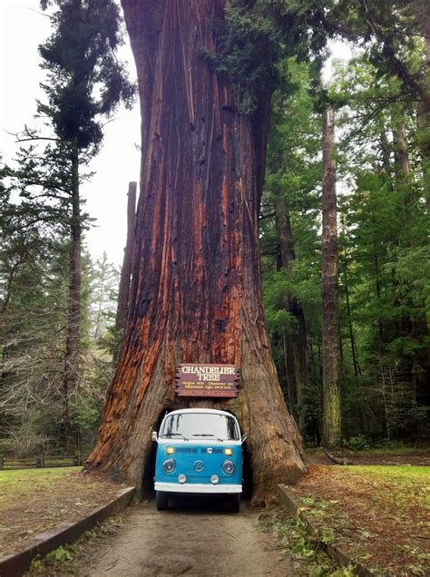 Chandelier Tree | One of three on California's Redwood Coast… | Redwood Coast | Flickr