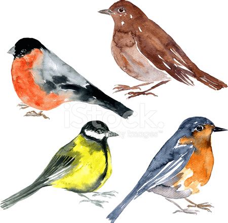 Conjunto DE Pájaros Dibujo Acuarelas fotografías de stock - FreeImages.com