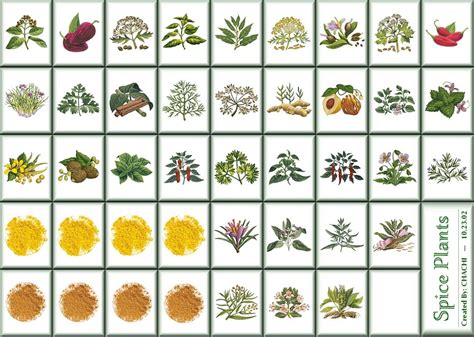 Images For > Spices Plants List | Plants, Plant list, Medicinal herbs