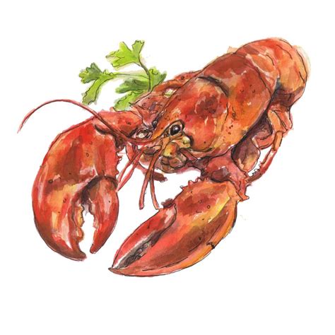 Lobster watercolour illustration - KATHERINE TYRER ILLUSTRATOR in 2024 | Lobster drawing ...