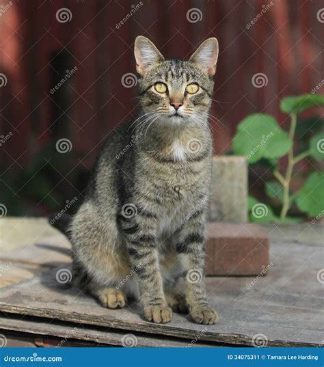 Tiger stripe cat stock image. Image of mouse, cats, farm - 34075311