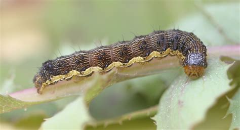 Native budworm sweeps southern wheatbelt | Agriculture and Food