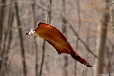 Red and White Flying Squirrel | Will Burrard-Lucas