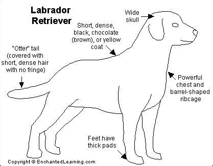 Labrador Retriever Printout- EnchantedLearning.com