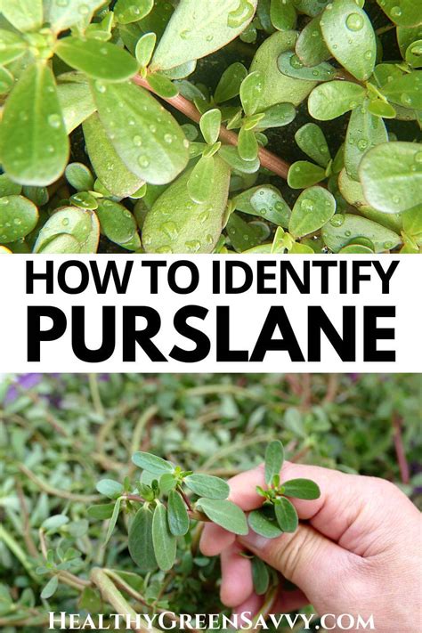 How to Identify Purslane (+ Poisonous Look Alikes to Avoid)