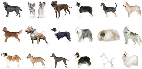 Revealed: Britain's most (and least) loved dog breeds | YouGov