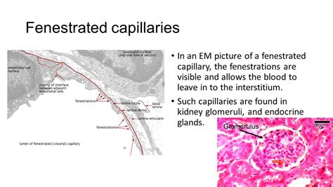 Fenestrated Capillary Histology