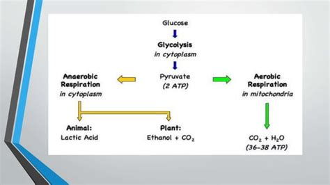 Redox reactions in cellular respiration.pptx