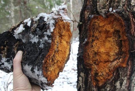 Harvesting Chaga from a dead birch and how to tell the difference? - Chaga Mushroom