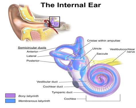 Hearing impairments, presbycusis and the possible therapeutic ...