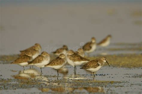 Curlew Sandpiper / Calidris Ferruginea. Birds Wintering in the Middle ...