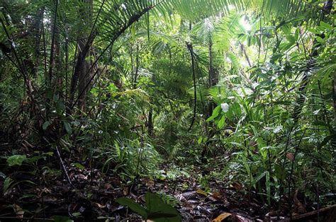 Indonesian Rainforest Photograph by Louise Murray/science Photo Library ...