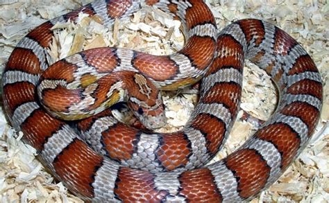 30+ Beautiful Corn Snake Morphs & Colors (With Pictures)