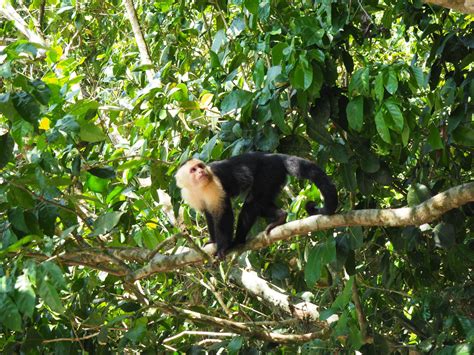 9 animals to see in Cahuita National Park - Tiny Travelogue