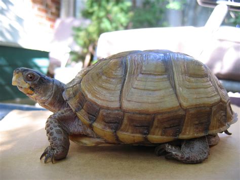 File:Three-toed Box Turtle.jpg - Wikipedia