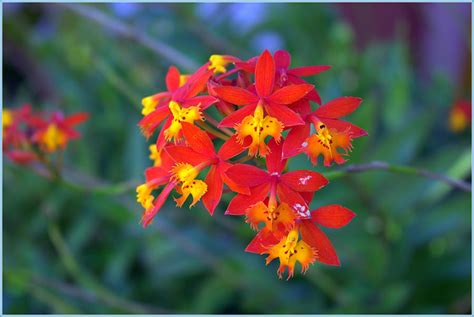 Red Orchids Photograph by Mindy Newman - Fine Art America