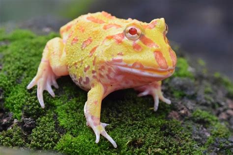 Types of pacman frogs - Trosthebig