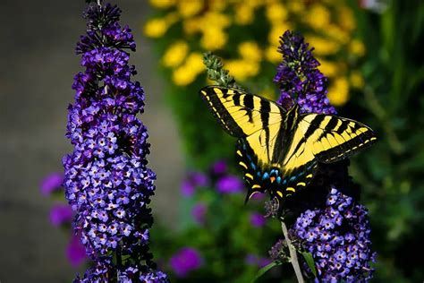 Asian Moon Butterfly Bush | The Tree Center