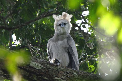 GUYANA-Simply Delicious Birding! - 10,000 Birds