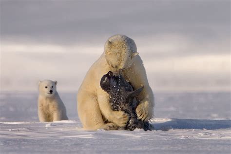 Polar bear hunting a seal (x-post /r/natureismetal) : bears