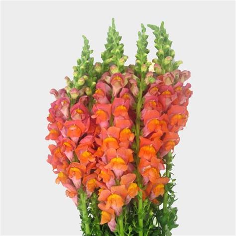 Snapdragon Orange Flowers - Wholesale - Blooms By The Box