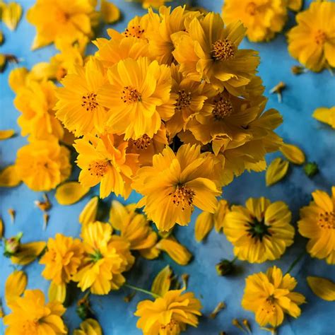 Cosmic Yellow Cosmos Seeds | Rareseeds