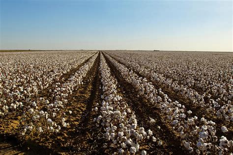 Cotton Field, Ready For Harvest Photograph by Danita Delimont