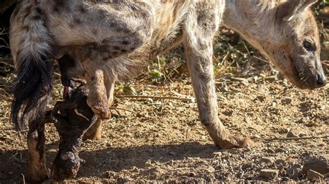 This is how Hyena giving birth in wild - YouTube