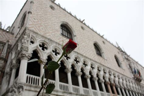 Red rose in Venice Italy stock photo. Image of green - 109271314